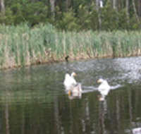 Summer Cottage - Inverell Accommodation