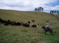 Camp Cobark - Inverell Accommodation 2