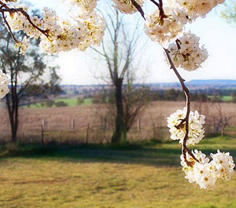 Cherry Lane Cottage - Inverell Accommodation 1
