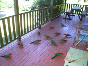 A Little Bit Of Heaven - Holiday Home - Inverell Accommodation 8