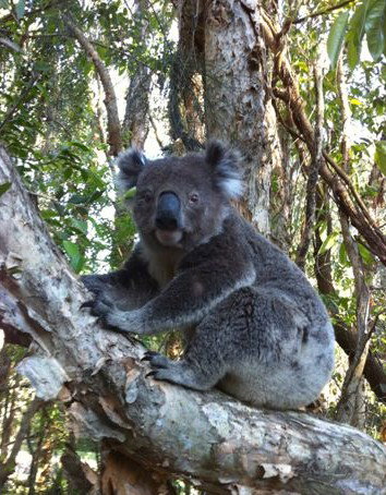 O'Carrollyns At One Mile Beach - Inverell Accommodation 0