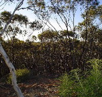 Lions Dryandra Woodlands Village - Inverell Accommodation
