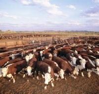 Bond Springs Outback Retreat - Inverell Accommodation