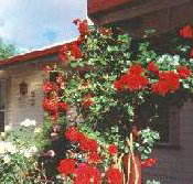 Rose Cottage Bed And Breakfast - Inverell Accommodation
