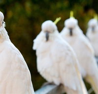 Aireys Inlet Getaway Resort - Inverell Accommodation