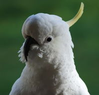 Around About Lorne Studios or BB - Inverell Accommodation