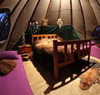 Aranyani Bison Adventure Tourist Park - Inverell Accommodation
