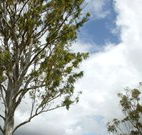 Glen Villa Resort and Tourist Park Casino - Inverell Accommodation