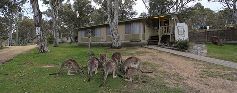 Kosciuszko Tourist Park - Inverell Accommodation 5