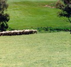 Gooromon Park Cottages - Inverell Accommodation