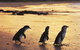 Phillip Island YHA - thumb 7