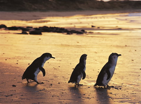 Phillip Island YHA - Inverell Accommodation 7