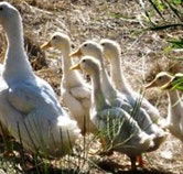 Duck Duck Goose Bed and Breakfast - Inverell Accommodation