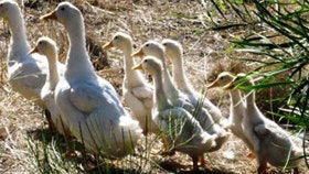 Duck Duck Goose Bed And Breakfast - Inverell Accommodation 0