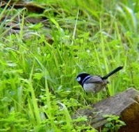 Morialta Bed And Breakfast - Inverell Accommodation