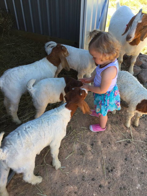 Yalooka Farm - Inverell Accommodation 7