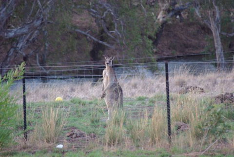 Yalooka Farm - Inverell Accommodation 9