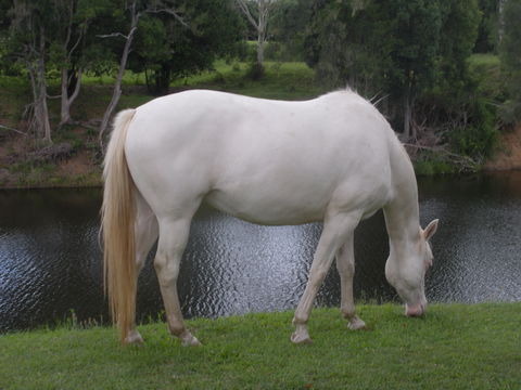 Imbil Bridge Farm And Homestead - Inverell Accommodation 1
