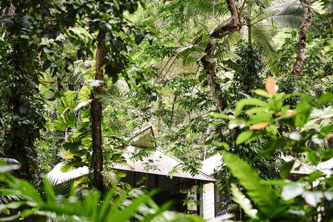 Daintree Ecolodge - Inverell Accommodation 0