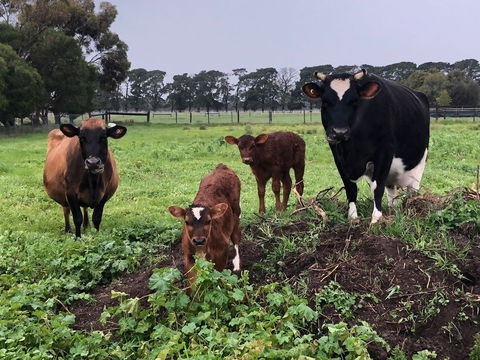 Torquay Farmstay Studio Truck - Inverell Accommodation 2