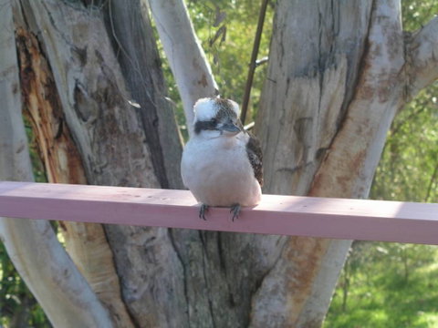 Kookaburra Dreaming - Inverell Accommodation 0