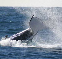 Whale Watching Sydney - Inverell Accommodation