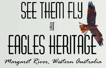 Eagles Heritage Raptor Wildlife Centre - Inverell Accommodation