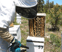 The House of Honey - Inverell Accommodation