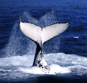 Brisbane Whale Watching - Inverell Accommodation