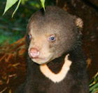 Perth Zoo - Inverell Accommodation 0