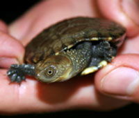 Perth Zoo - Inverell Accommodation 1