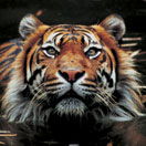 Perth Zoo - Inverell Accommodation 2