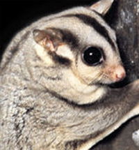 Perth Zoo - Inverell Accommodation 3