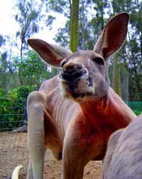 Birdland Animal Park - Inverell Accommodation 3
