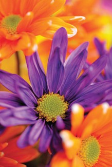 Warringal Shopping Centre - Inverell Accommodation 3