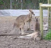 Jirrahlinga Koala  Wildlife Sanctuary - Inverell Accommodation