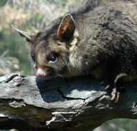 Moonlit Sanctuary Wildlife Conservation Park - Inverell Accommodation