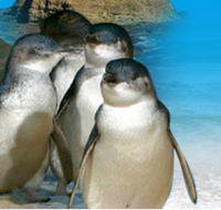 Phillip Island Penguin Parade - Inverell Accommodation