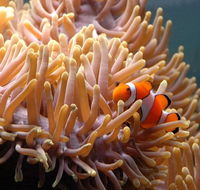 Reef HQ Great Barrier Reef Aquarium - Inverell Accommodation
