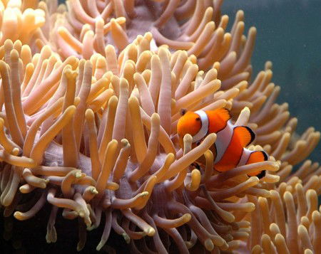 Reef HQ Great Barrier Reef Aquarium - Inverell Accommodation 0