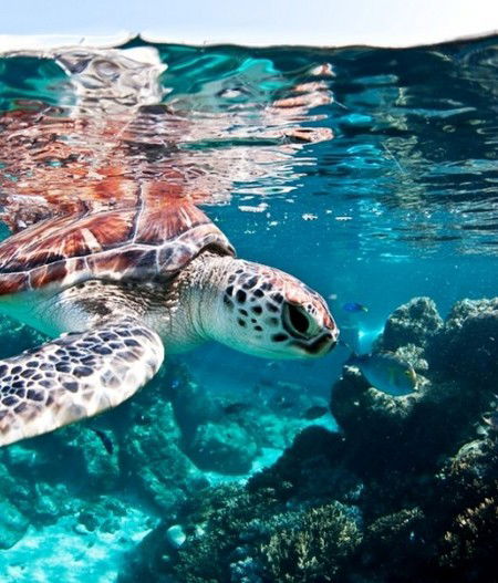 Reef HQ Great Barrier Reef Aquarium - Inverell Accommodation 1