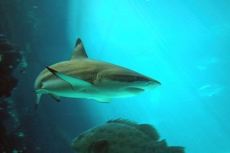 Reef HQ Great Barrier Reef Aquarium - Inverell Accommodation 2