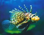 Underwater World - Inverell Accommodation 0