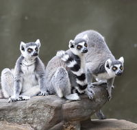 Adelaide Zoo - Inverell Accommodation