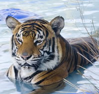 Zoo Doo Wildlife Park - Inverell Accommodation