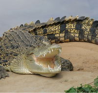 Dundee's Wildlife Park - Inverell Accommodation