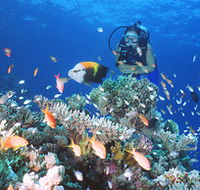 Drop Zone Dive Site - Inverell Accommodation