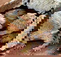 Alice Springs Reptile Centre - Inverell Accommodation