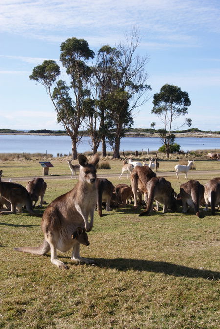 East Coast Natureworld - Inverell Accommodation 1