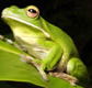 The Rainforest Habitat - Inverell Accommodation
